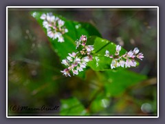 Echter Buchweizen -Fagopyrum esculentum