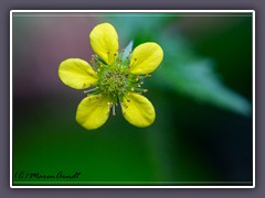 Echter Nelkenwurz - Geum urbanum