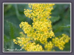 Echtes Labkraut - Galium verum