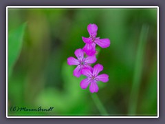 Echtes Nelkenleimkraut - Silene armeria