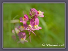 Elfenspiegel - Nemesia cv