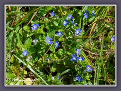 Feldehrenpreis - Veronica arvensis