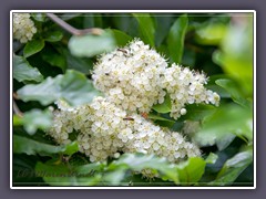 Feuerdorn - Pyracantha