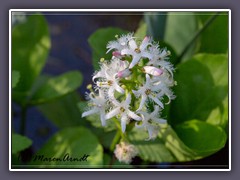 Fieberklee - Menyanthes trifoliata