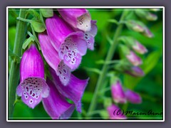 Fingerhut - Digitalis purpurea