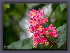 Fleischrote Rosskastanie - Aesculus carnea