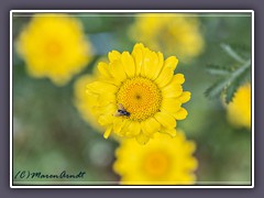 Färberskamille - Anthemis tinctoria