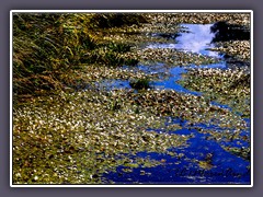 Froschbiss - Hydrocharis morsus-ranae -  im Moorgraben