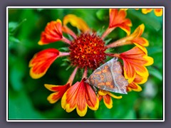 Gaillardia pulchella aus der FAmilie der Sonneblumegewächsemit Zimteule