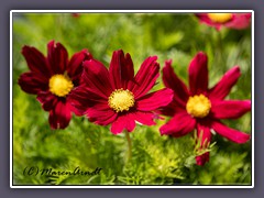 Garten Kosmea