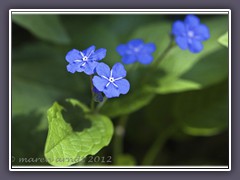 Gedenke Mein - Omphalodes Verna