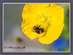 Gelber Mohn - Dicranostigma franchetianum