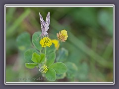 Gelber-Ackerklee und Labkrautspanner