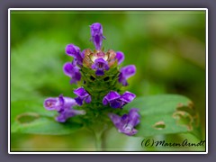 Gewöhnliche Braunelle - Prunella vulgaris