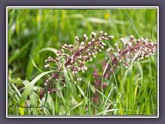 Gewöhnliche Pestwurz - Petasites hybridus