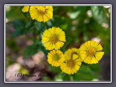 Gewöhnliche Sonnenbraut -Helenium autumnale