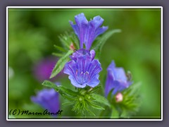 Gewöhnlicher Natternkopf - Echium vulgare