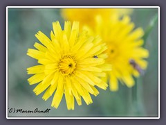 Gewöhnliches Ferkelkraut - Hypochaeris radicata