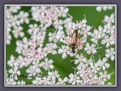 Giersch - Bleicher Fliegenkäfer - Rhagonycha lignosa