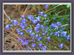 Glockenblumen