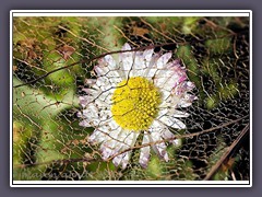 Gänseblümchen