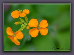 Goldlack - Erysimum cheiri