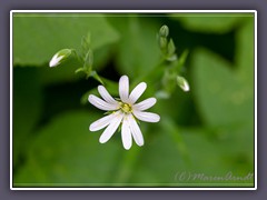 Große Sternmiere - Stellaria holostea