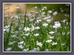 Große Sternmieren Wiese - Rabelera holostea