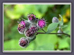 Große-Klette---Arctium-lappa