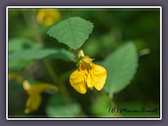 Großes Springkraut - Rühr mich nicht an - Impatiens noli tangere