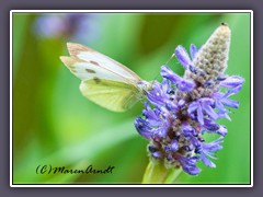 Hechtkraut - Pontederia cordata