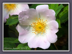 Heckenrose - Rosa corymbifera