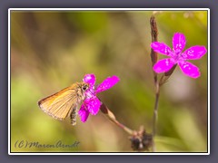 Heide Nelke - Dianthus deltoides