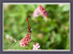 Heidelibelle auf Knöterich