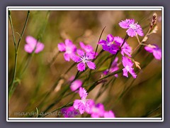 Heidenelke Blume des Jahres 2012