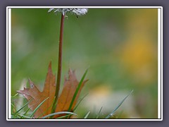 Herbst in den Wiesen