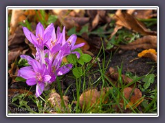 Herbstzeitlose