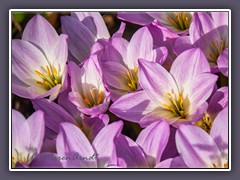 Herbstzeitlose - Colchicum autumnale