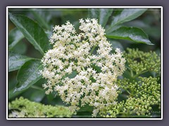 Holunderblüten - Sambucus nigra