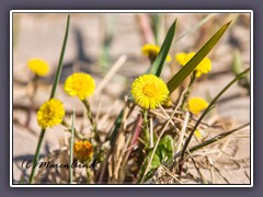 Huflattich - Tussilago farfara