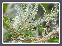 Japanischer Staudenknöterich - Fallopia japonica