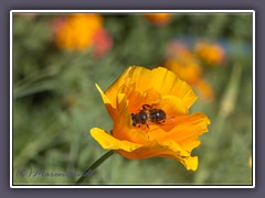 Kalifornischer Goldmohn - Eschscholzia californica