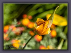 Kalifornischer Goldmohn - Schlafmützchen