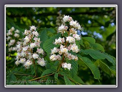 Kastanienblüten