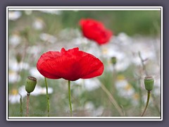 Klatschmohn im Kamillenfeld