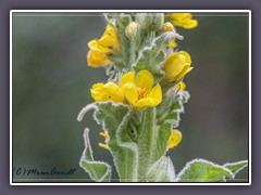 Kleinblütige Königskerze - Verbascum thapsus