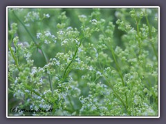 Kleines Wiesenlabkraut - Galium mollugo