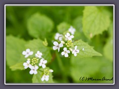 Knoblauchrauke - Alliaria petiolata 