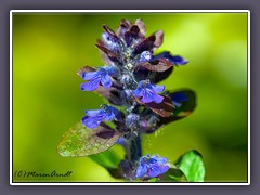 Kriechender Günsel - Ajuga reptans