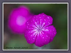 Kronen Lichtnelke - Silene- coronaria